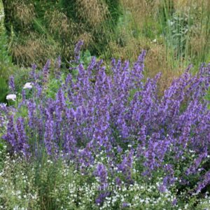 Nepeta faassenii