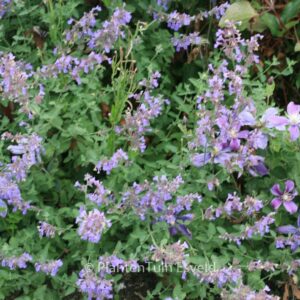 Nepeta faassenii 'Dropmore'