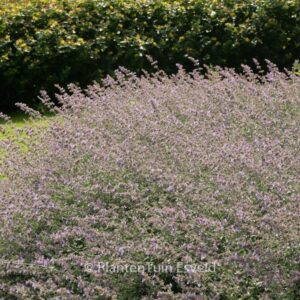 Nepeta faassenii 'Grol'