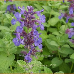 Nepeta faassenii 'Hill Grounds'