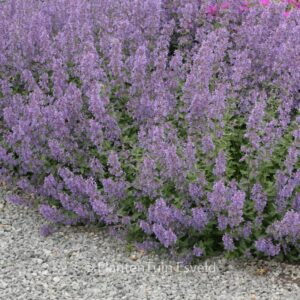 Nepeta faassenii 'Novnepjun' (JUNIOR WALKER)
