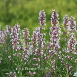 Nepeta grandiflora 'Dawn to Dusk'