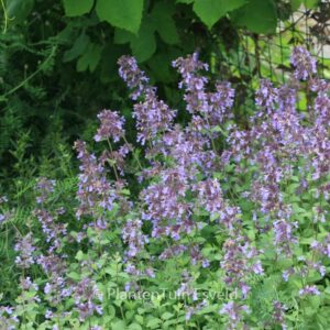 Nepeta grandiflora 'Wild Cat'