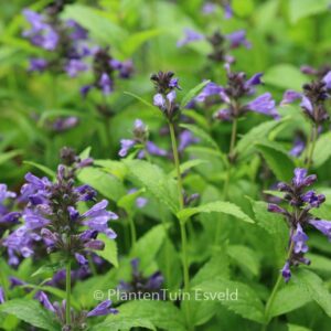 Nepeta kubanica