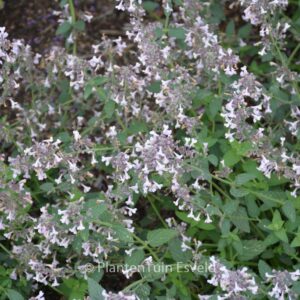 Nepeta racemosa 'Amelia'