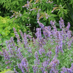 Nepeta racemosa 'Grog'