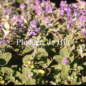 Nepeta racemosa 'Little Tich'