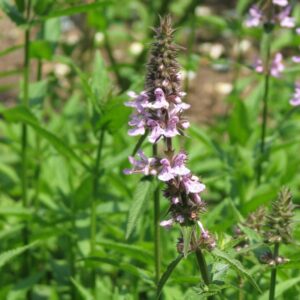 Nepeta sibirica