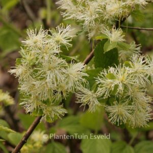 Neviusia alabamensis