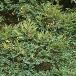 Nothofagus cunninghamia