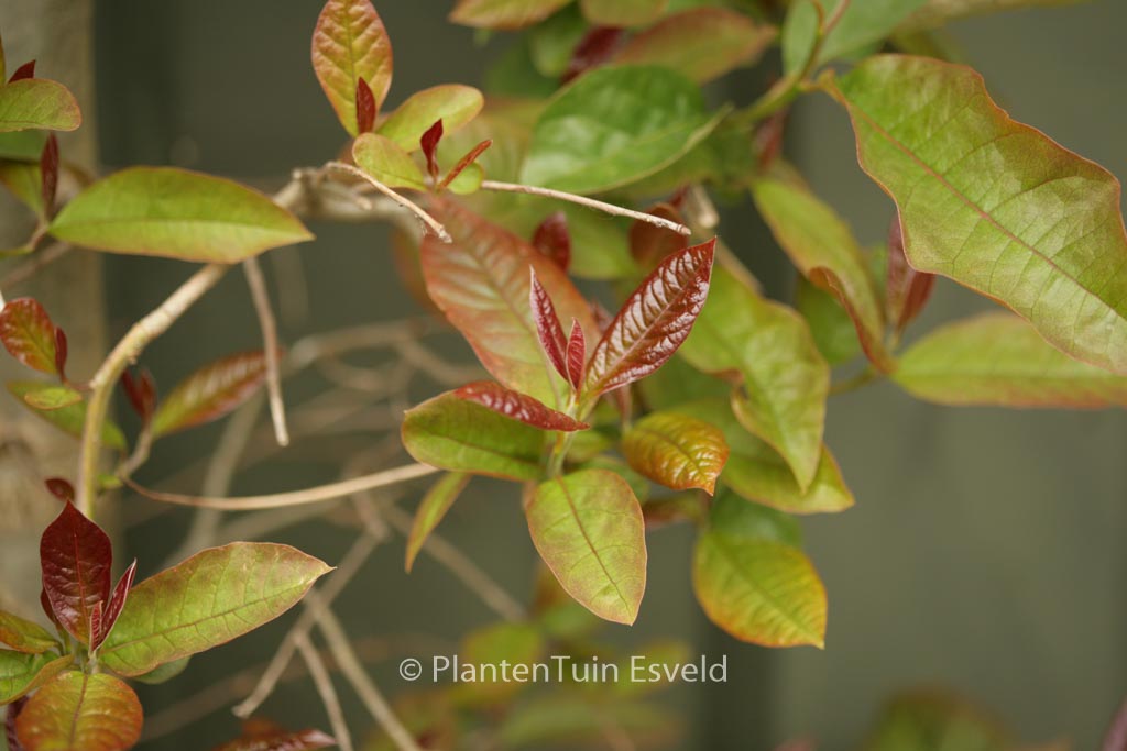 Nyssa sylvatica 'Haymanred' (RED RAGE)