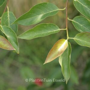 Nyssa sylvatica 'Inferno'