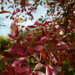 Nyssa sylvatica 'Miss Scarlet'