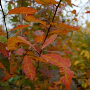 Nyssa sylvatica 'Sheffield Park'