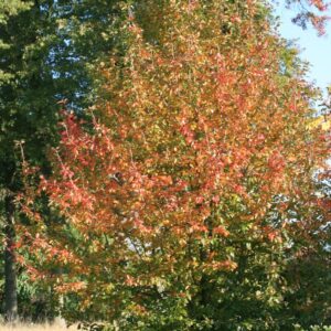 Nyssa sylvatica 'Wisley Bonfire'