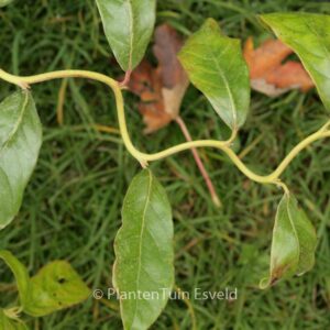 Nyssa sylvatica 'Zydeco Twist'