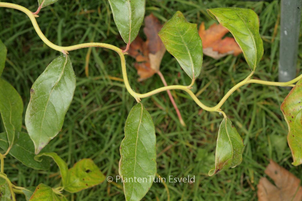 Nyssa sylvatica 'Zydeco Twist'