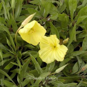 Oenothera macrocarpa
