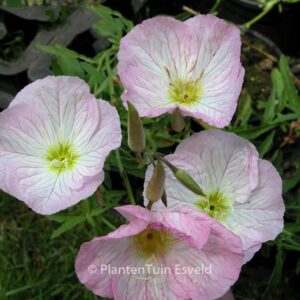 Oenothera speciosa 'Siskiyou'