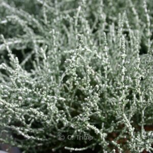 Olearia lepidophylla 'Silver Knight'