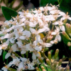 Olearia oleifolia 'Waikariensis'
