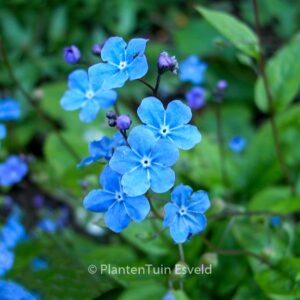 Omphalodes cappadocica 'Cherry Ingram'