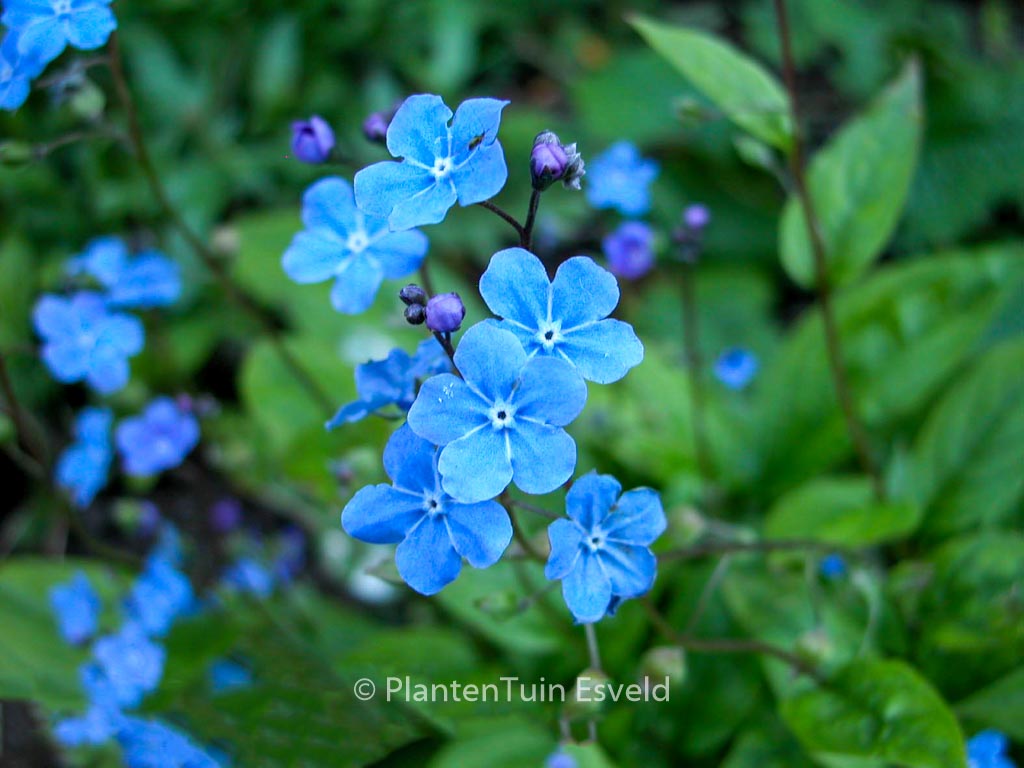 Omphalodes cappadocica 'Cherry Ingram'