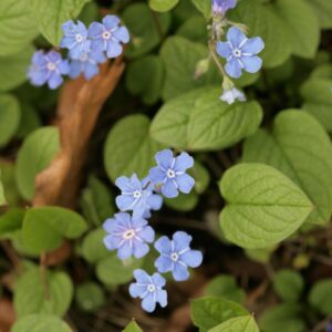 Omphalodes verna