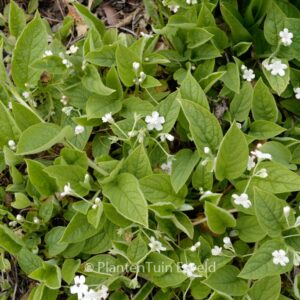 Omphalodes verna 'Alba'