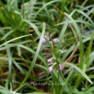 Ophiopogon bodinieri