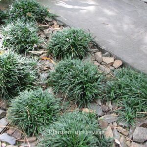 Ophiopogon japonicus 'Minor'