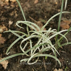 Ophiopogon japonicus 'Silver Mist'