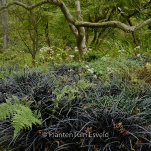 Ophiopogon planiscapus 'Niger'