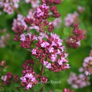 Origanum 'Rosenkuppel'