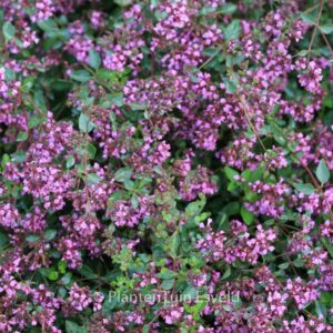Origanum laevigatum 'Hopleys'