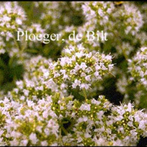 Origanum vulgare 'Album'