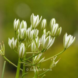Ornithogalum umbellatum