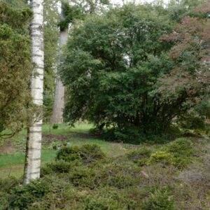 Osmanthus burkwoodii