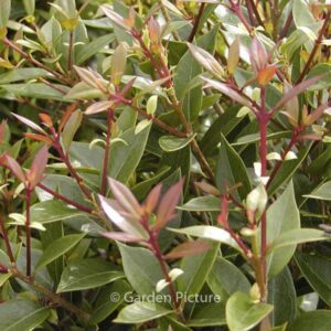 Osmanthus decorus 'Angustifolius'