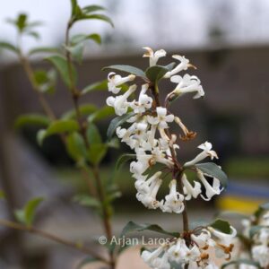 Osmanthus delavayi x suavis