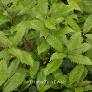 Osmanthus fortunei 'San Jose'