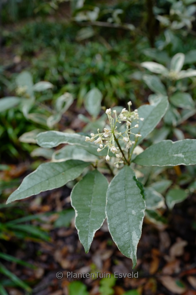 Osmanthus fragrans 'Yinbi Shanghui'
