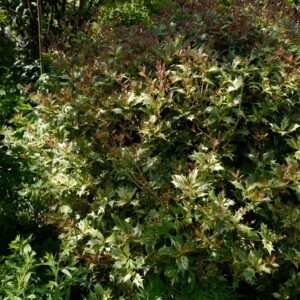 Osmanthus heterophyllus 'Goshiki'