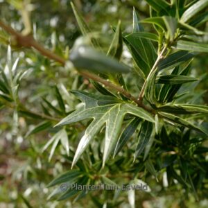Osmanthus heterophyllus 'Sasaba'