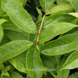 Osmanthus macrocarpus