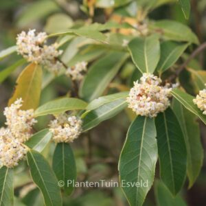 Osmanthus serrulatus