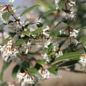 Osmanthus suavis