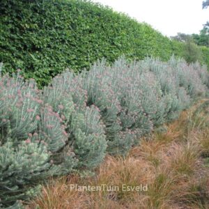 Ozothamnus rosmarinifolius 'Silver Jubilee'