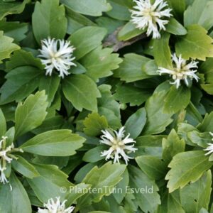 Pachysandra terminalis