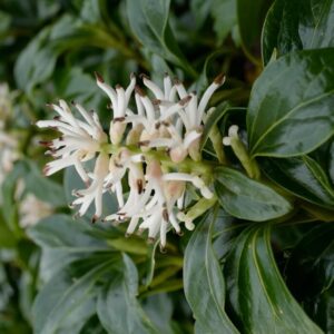 Pachysandra terminalis 'Green Sheen'